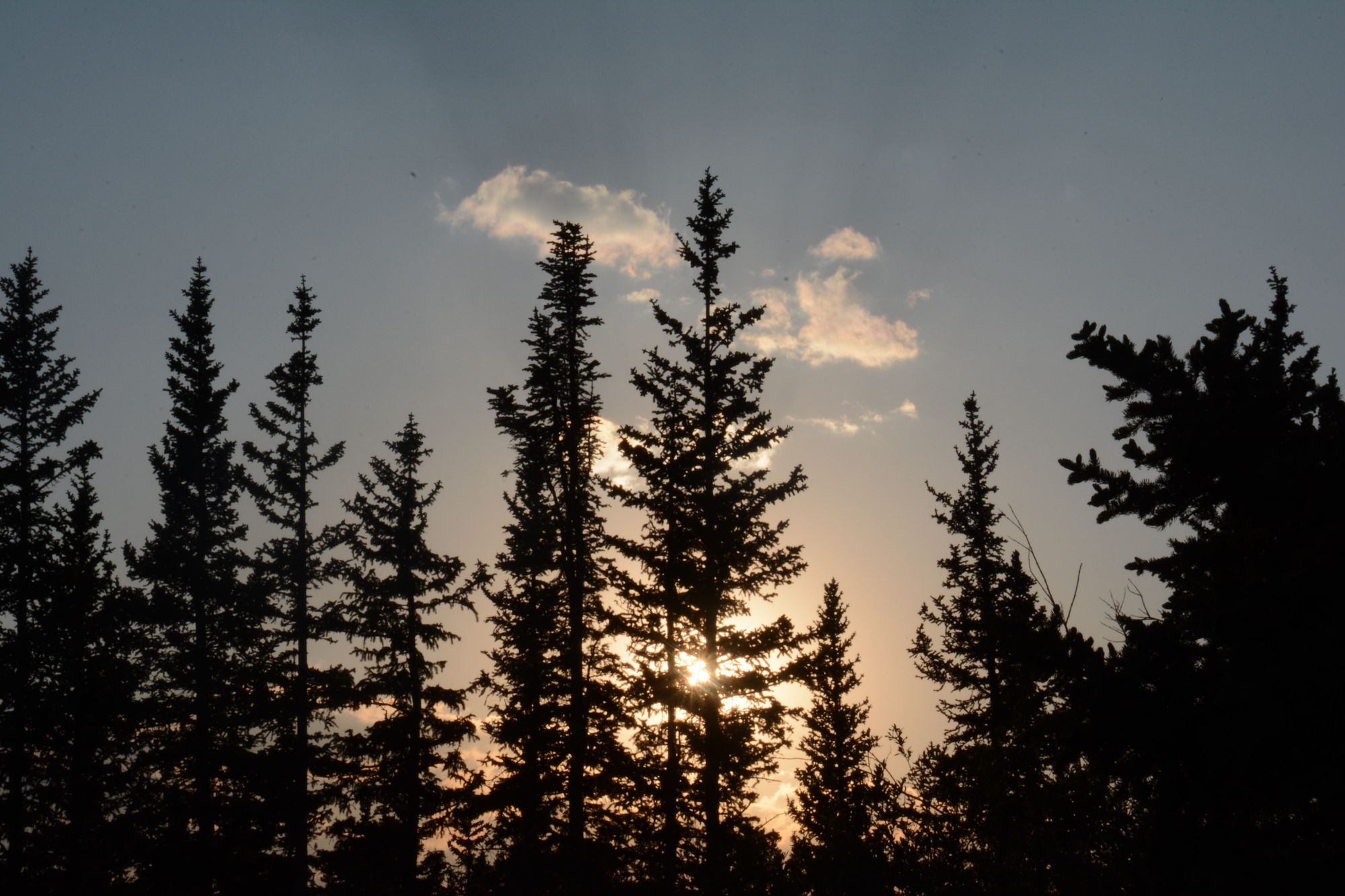 Sunburst through spruce